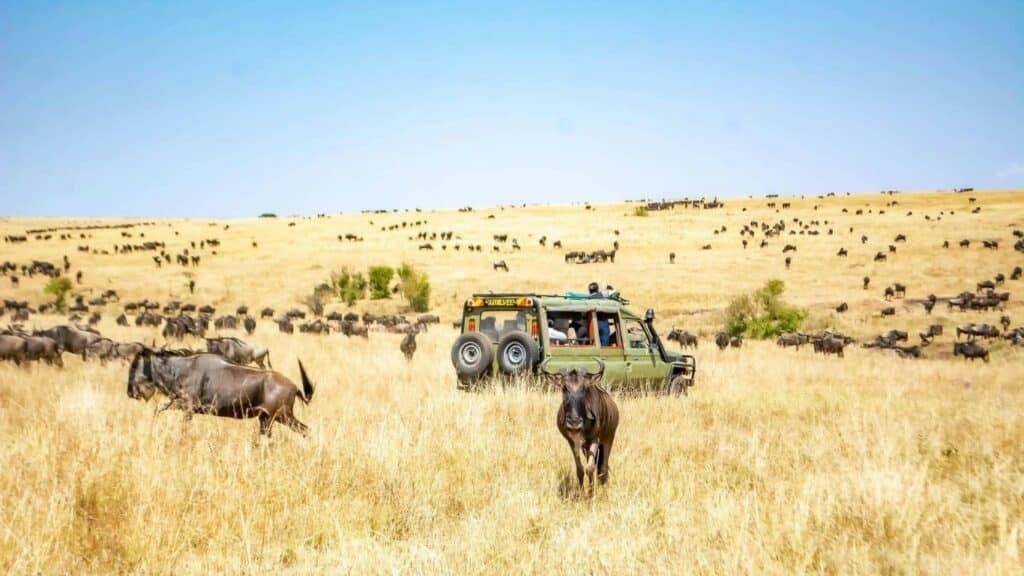 how to plan an African safari