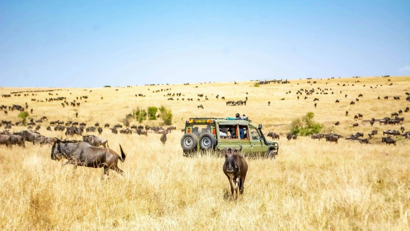 how to plan an African safari